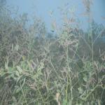 Vraj-Yatra-2014- (1505)